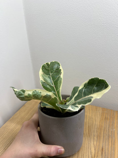ficus lyrata variegated