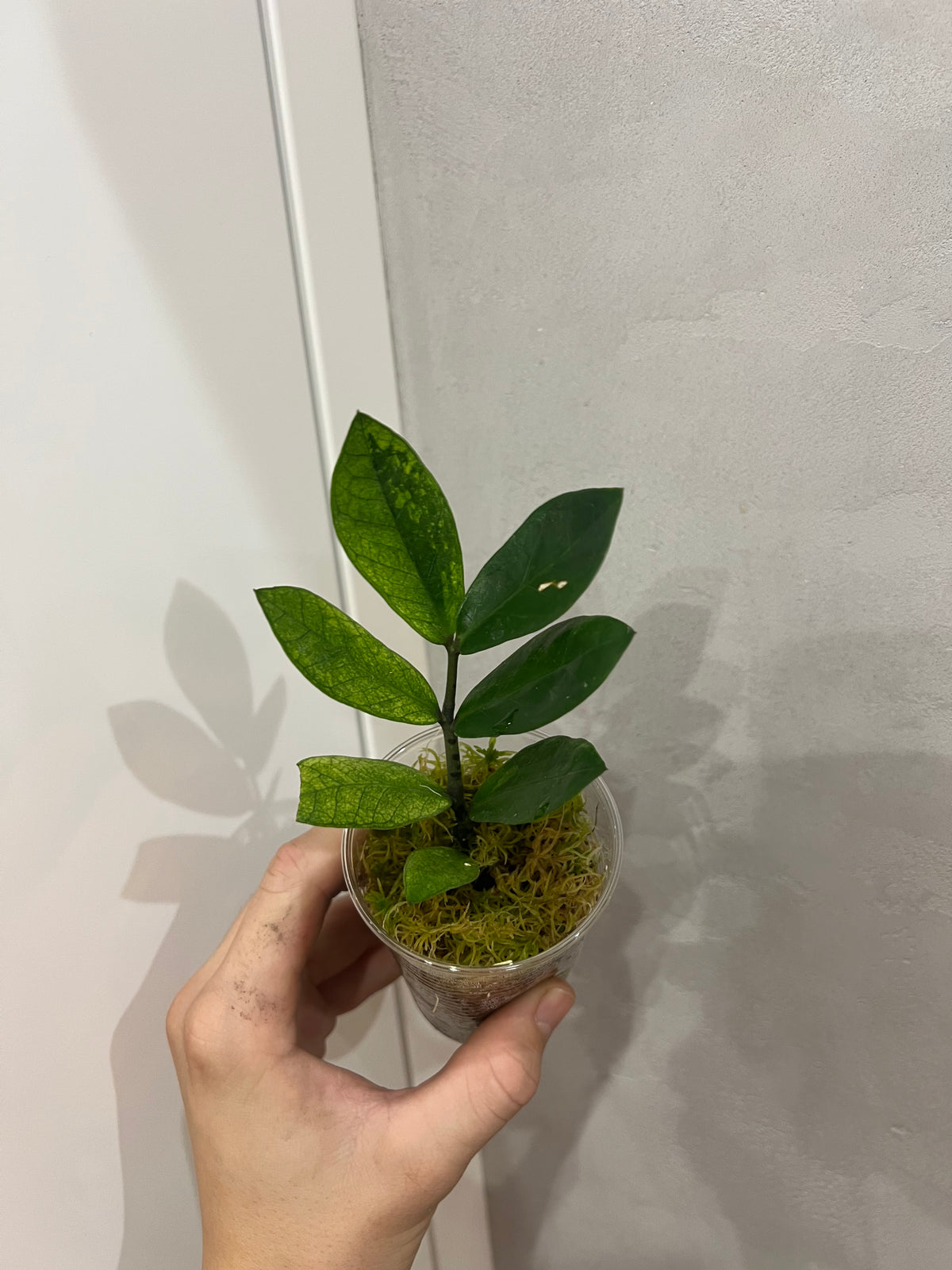 Zamioculcas chameleon variegated