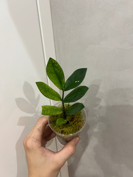 Zamioculcas chameleon variegated
