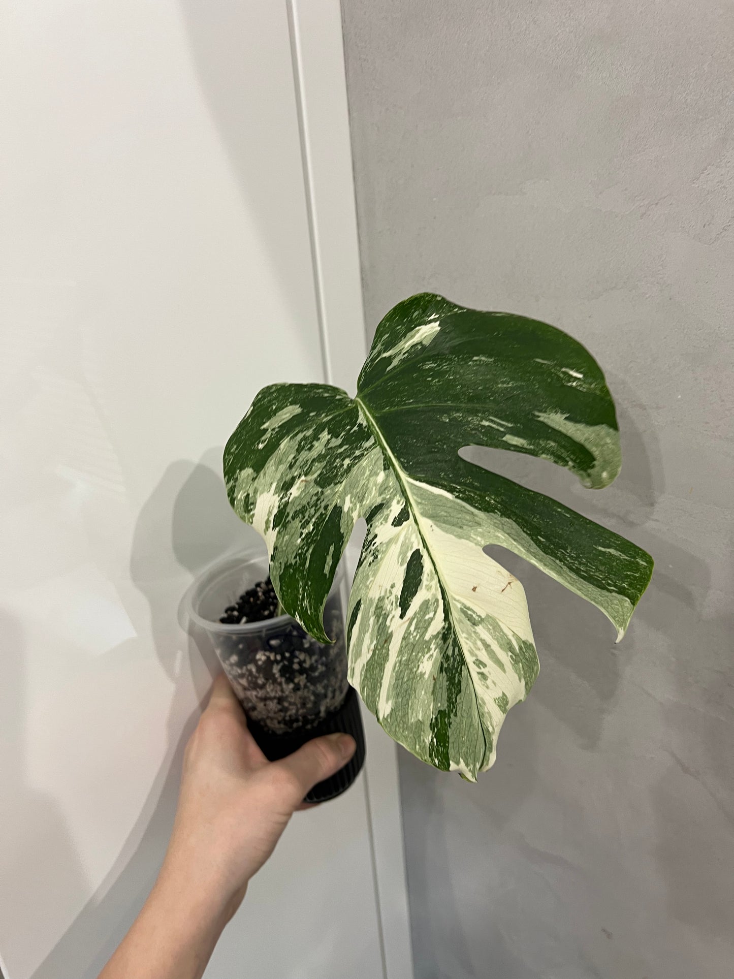Monstera albo
