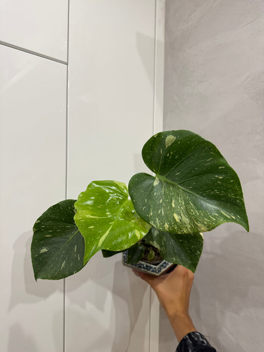 Monstera thai constellation 2