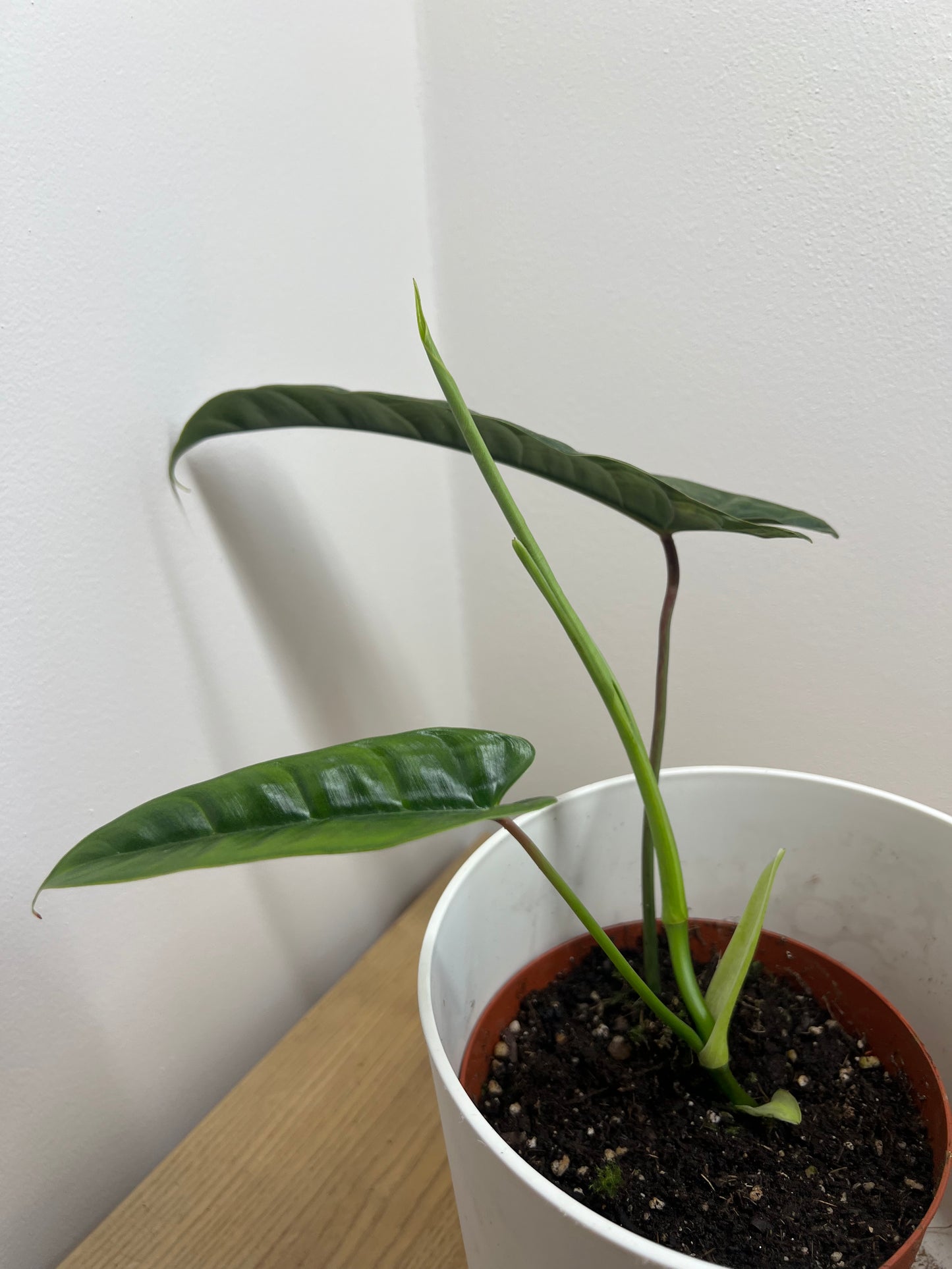Philodendron Felix
