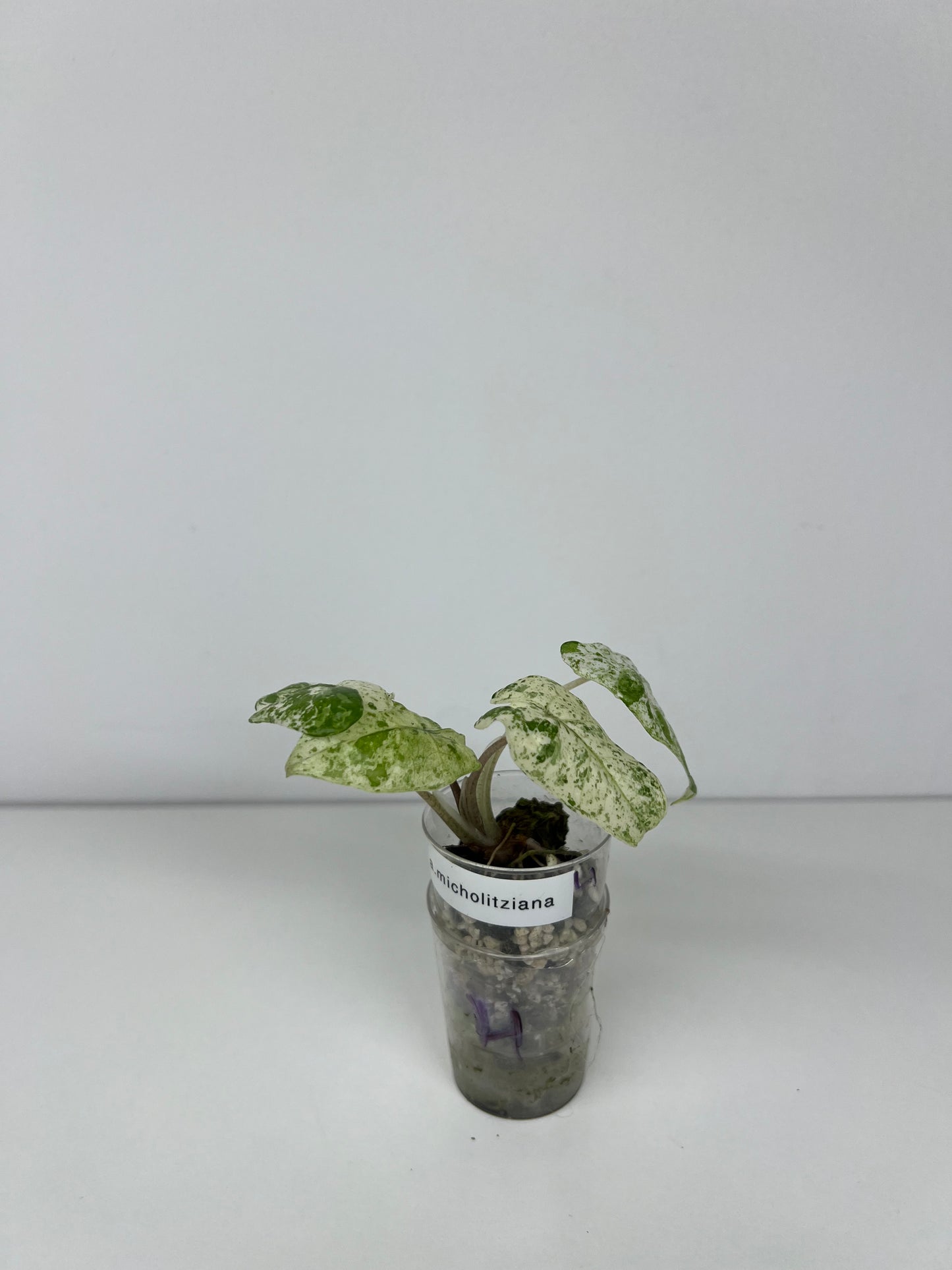 Alocasia micholitziana