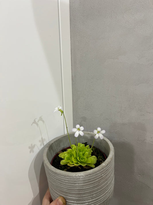Pinguicula
