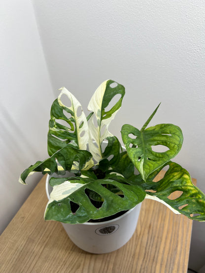 monstera adansonii japanese tricolor