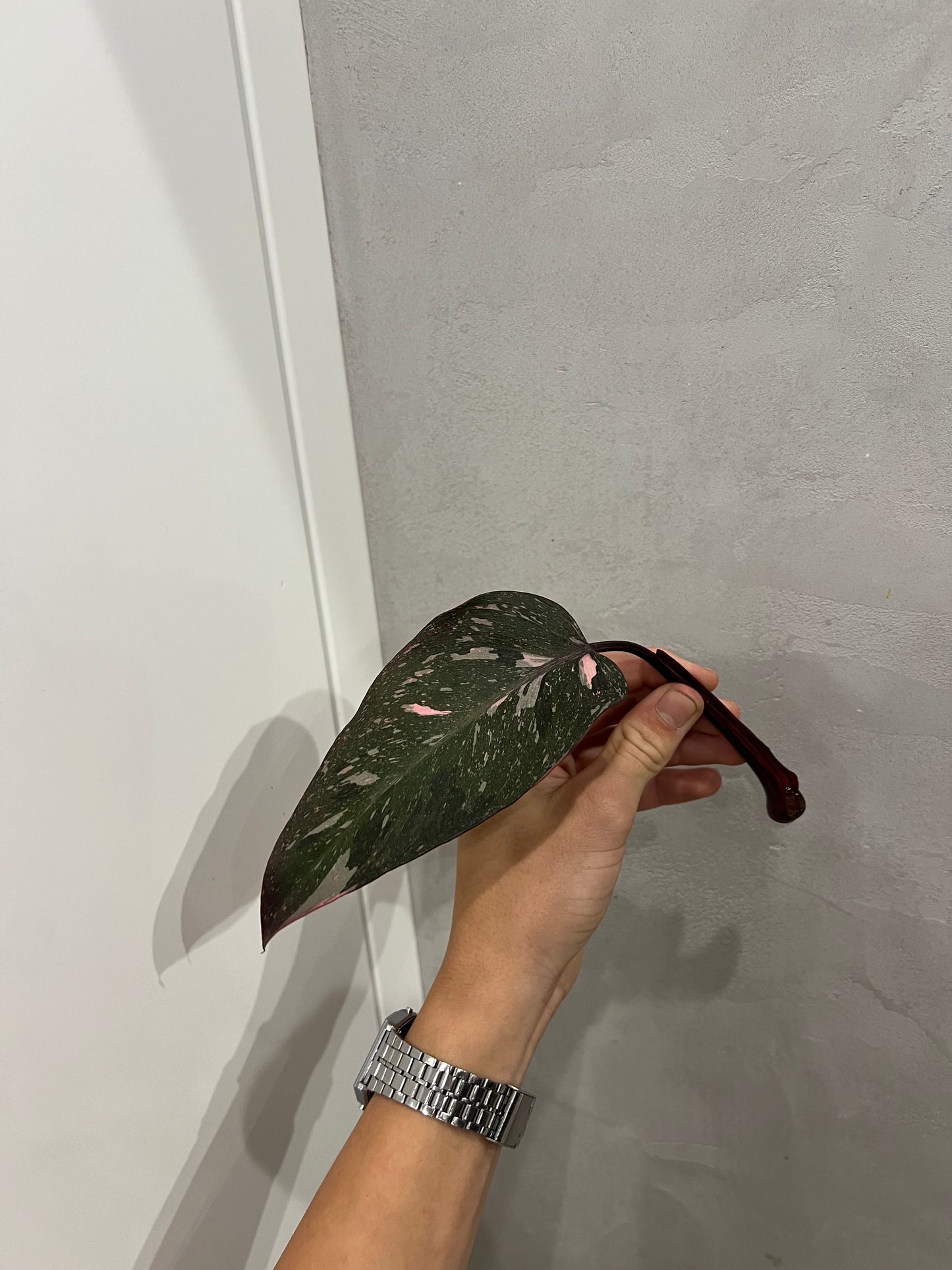 Philodendron pink princes