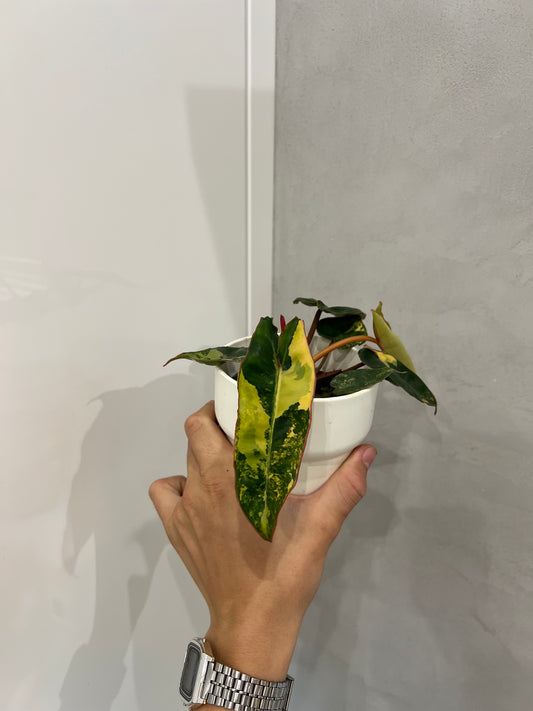 philodendron billietiae variegata