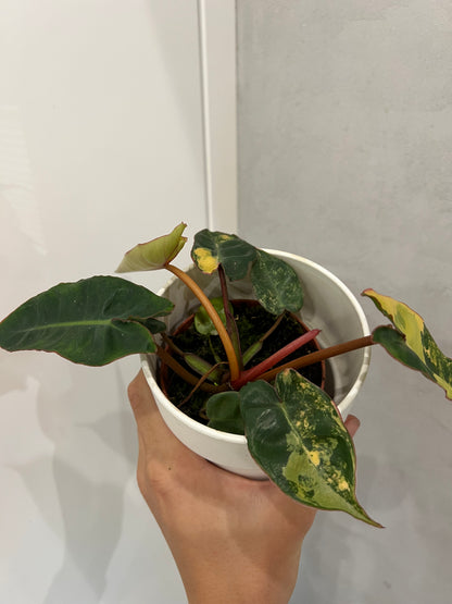 philodendron billietiae variegata