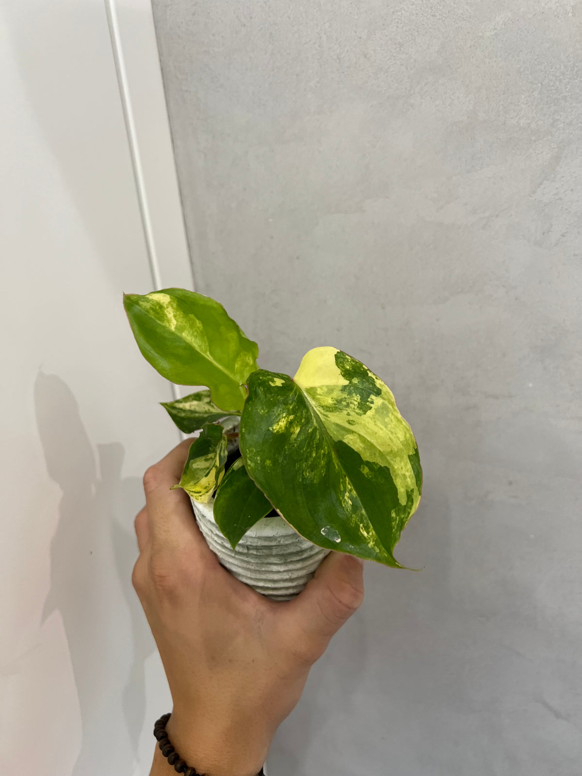 Philodendron burle marx variegated