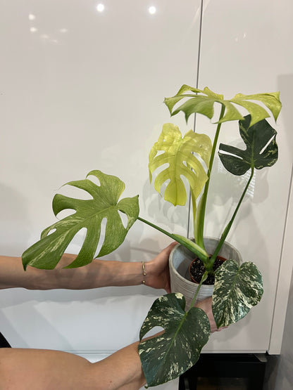 Monstera del… mint