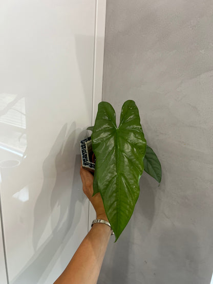 Alocasia corozon
