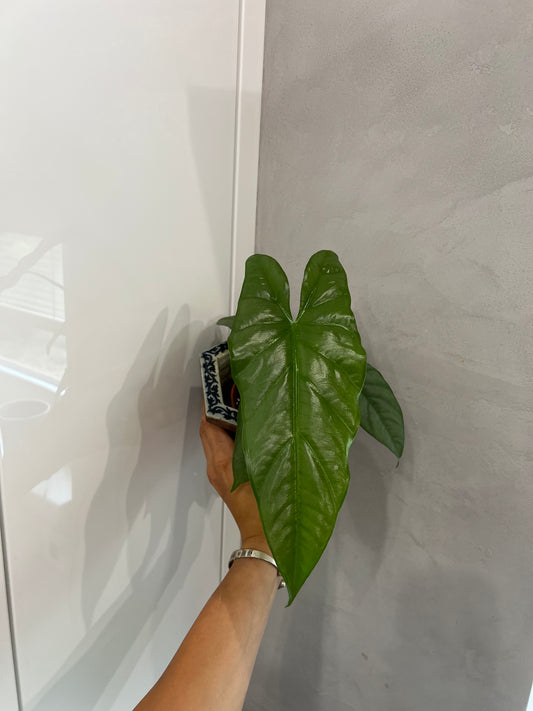 Alocasia corozon