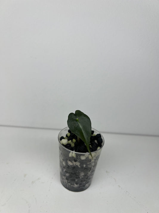 Alocasia venom