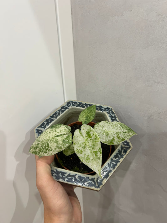 Alocasia macrorrhiza albo