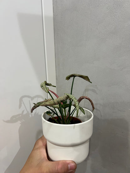 syngonium pink rolli
