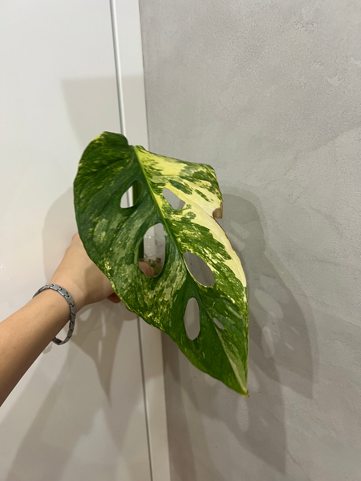 Monstera Obliqua Mayuna variegated