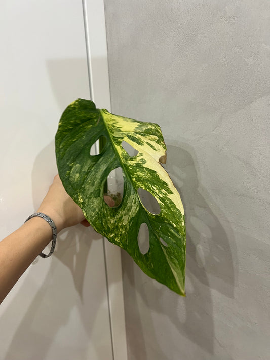 Monstera Obliqua Mayuna variegated