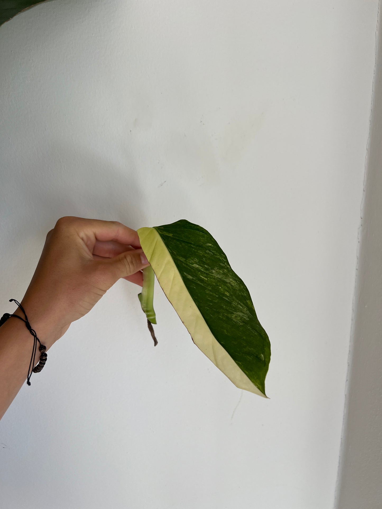 Monstera Obliqua ‘Mayuna’ Variegata