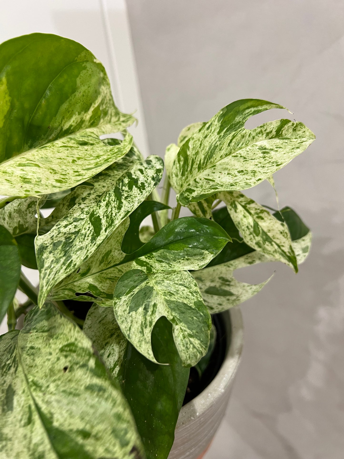 Epipremnum pinnatum marble var