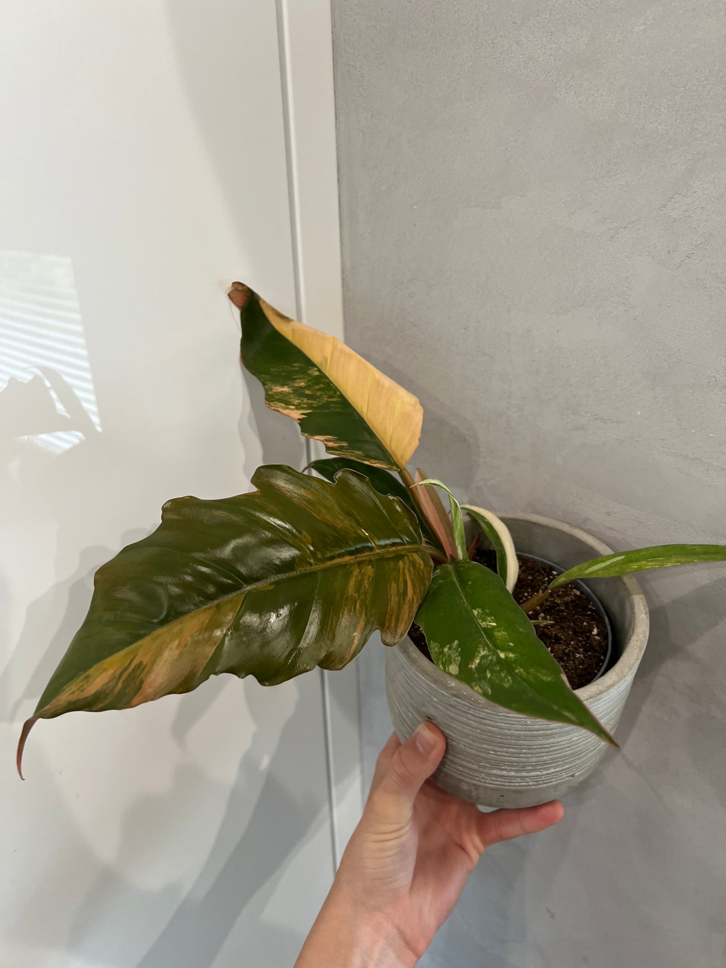 Philodendron caramel marble