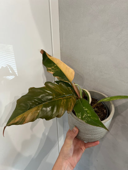 Philodendron caramel marble