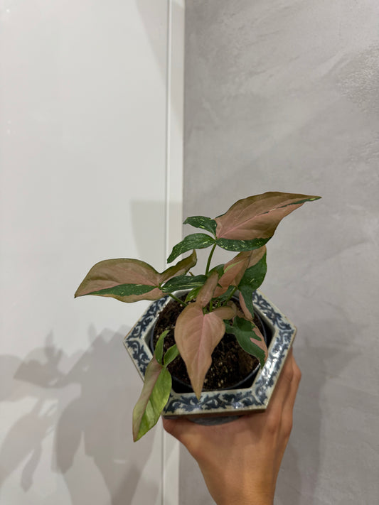 Syngonium red spot tricolor