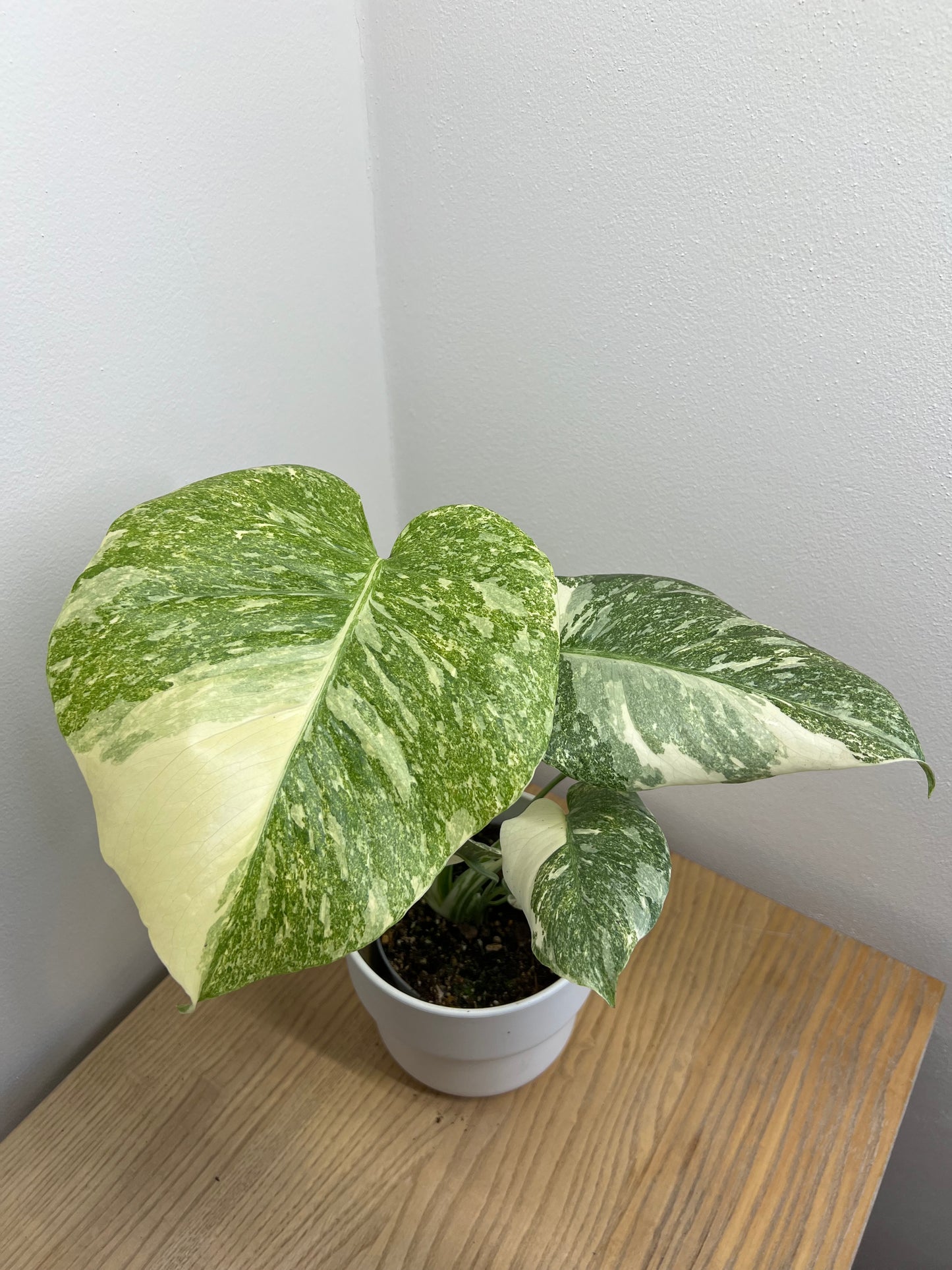 monstera creme brulee