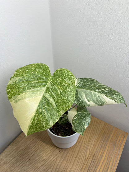monstera creme brulee