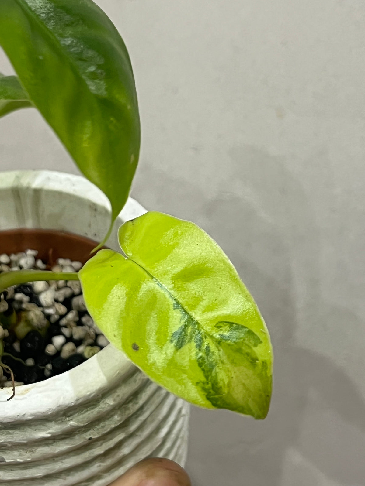 Philodendron burle marx variegated