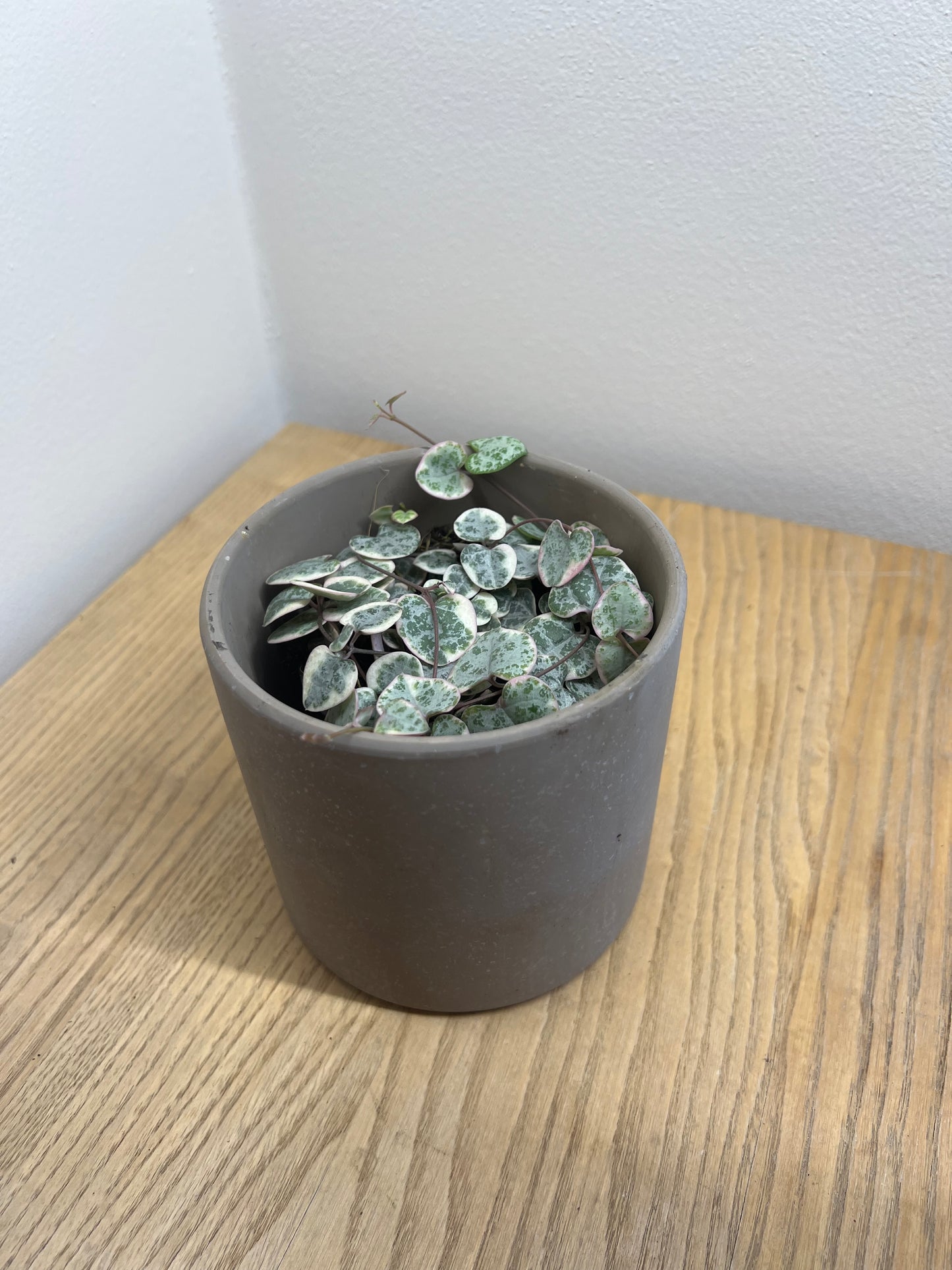 CEROPEGIA WOODII VARIEGATED