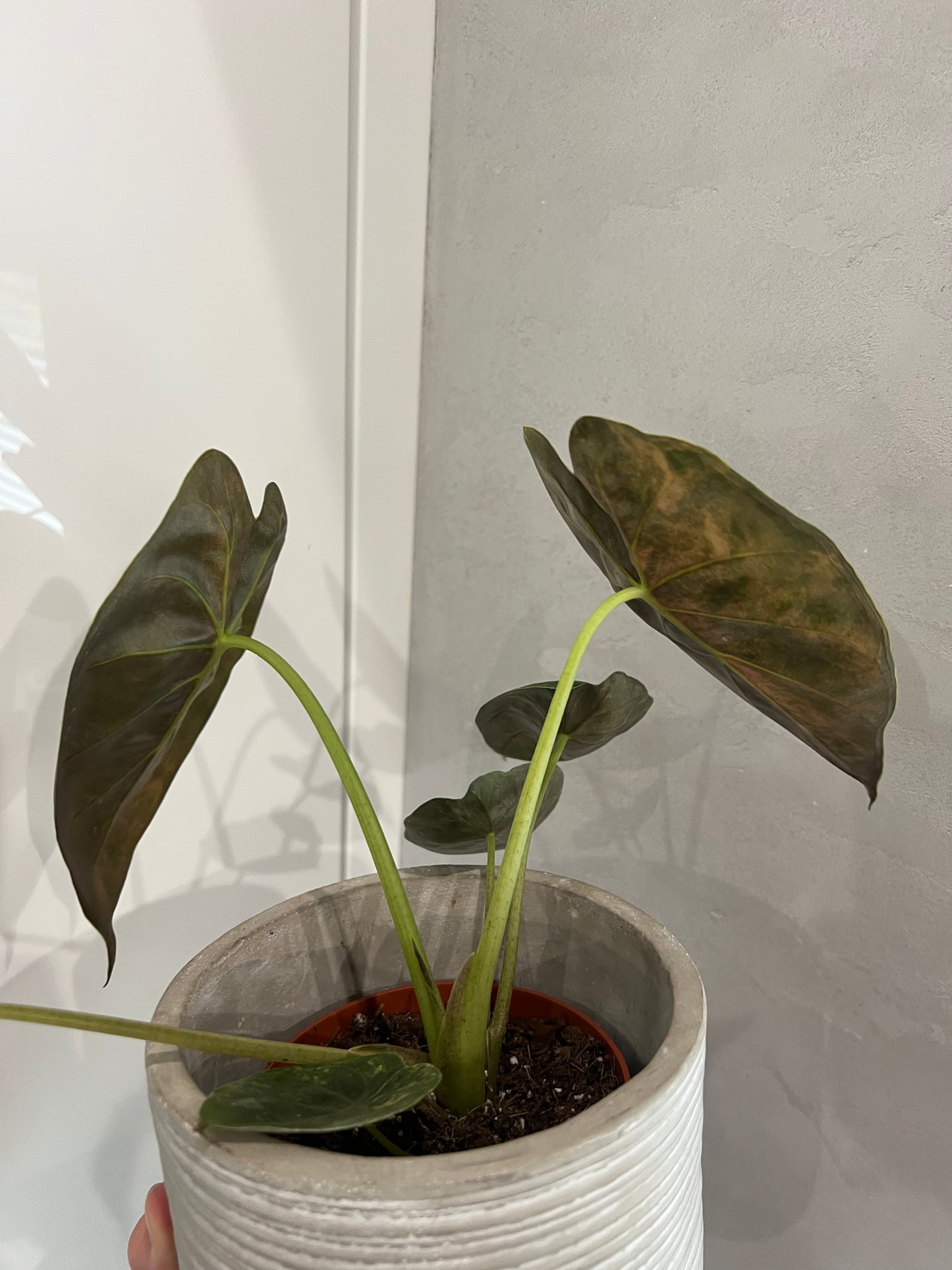Alocasia wenti aurea variegated