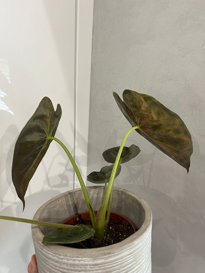Alocasia wenti aurea variegated