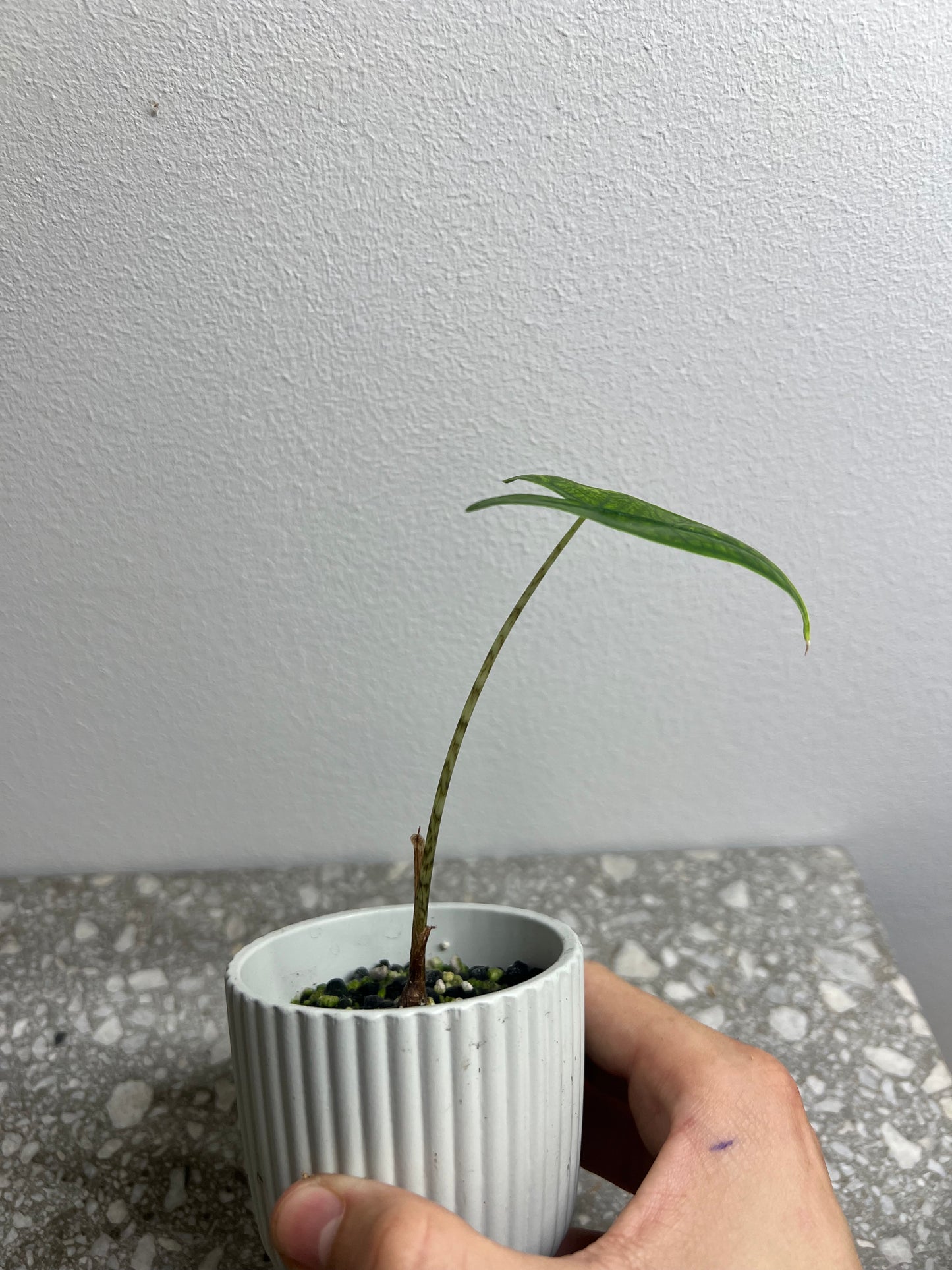 Alocasia reticulata