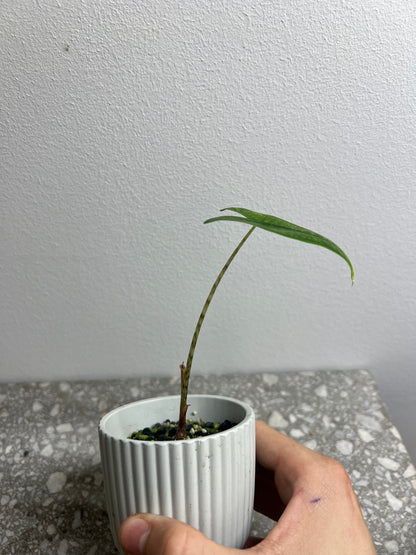 Alocasia reticulata