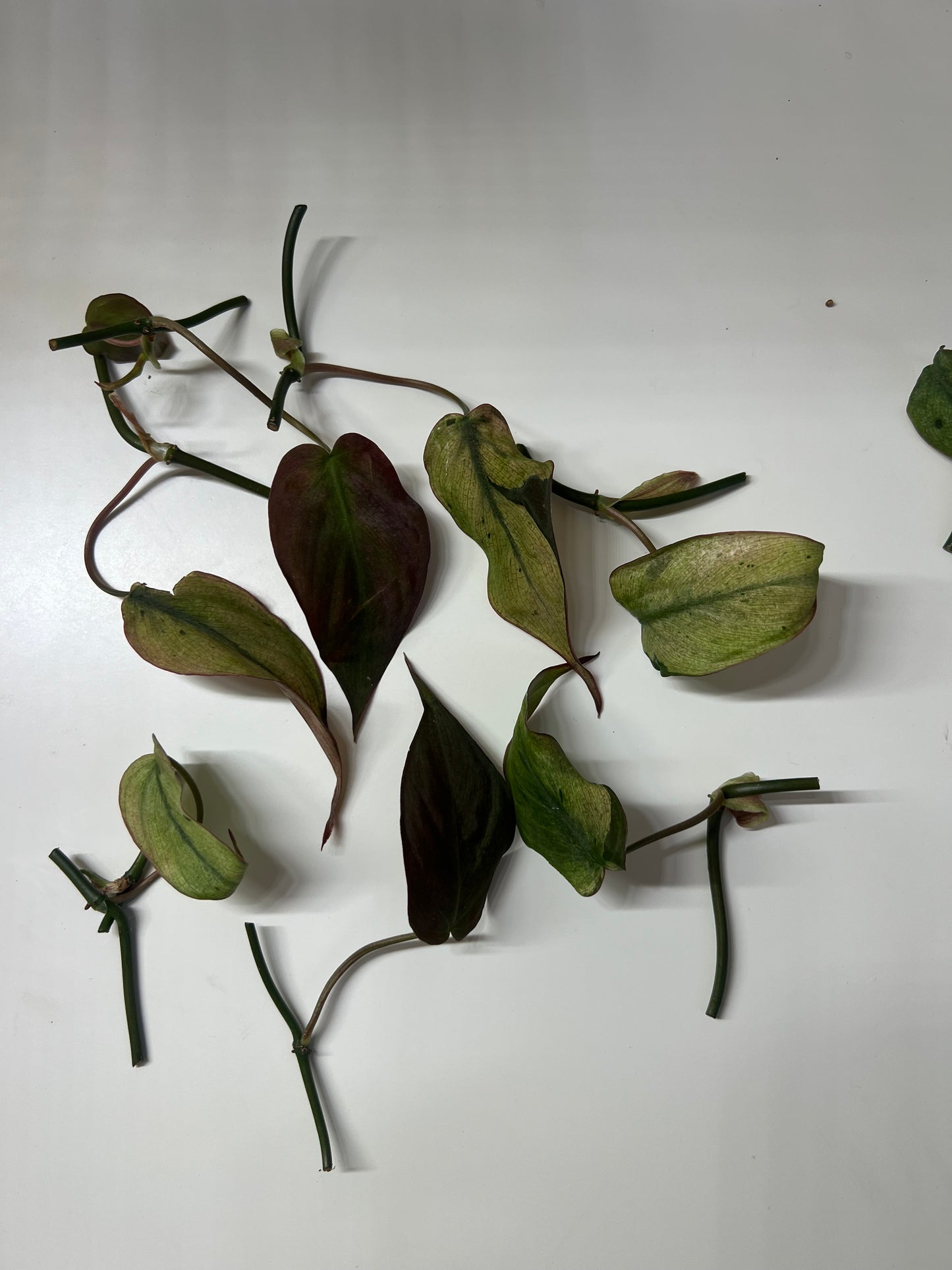 Philodendron micans mint variegated