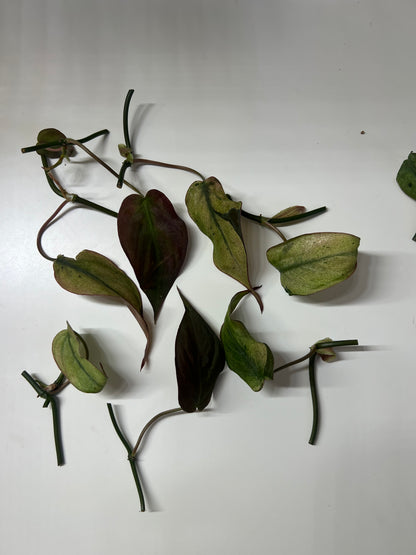 Philodendron micans mint variegated