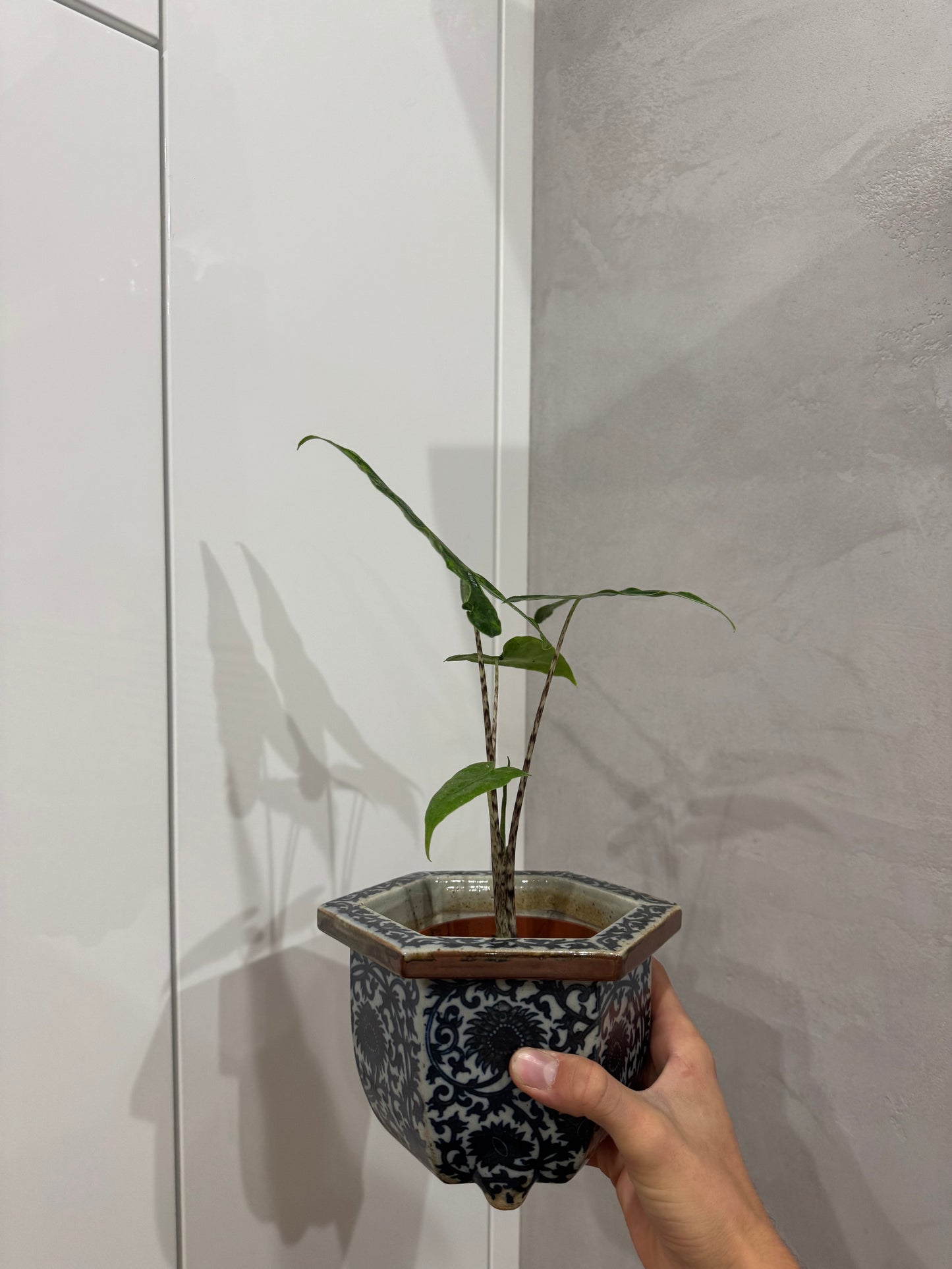 Alocasia reticulata