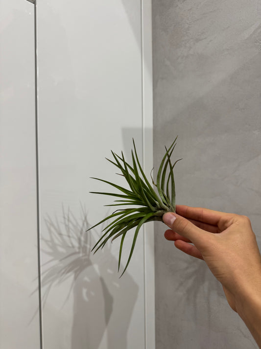 Tillandsia leonamiana