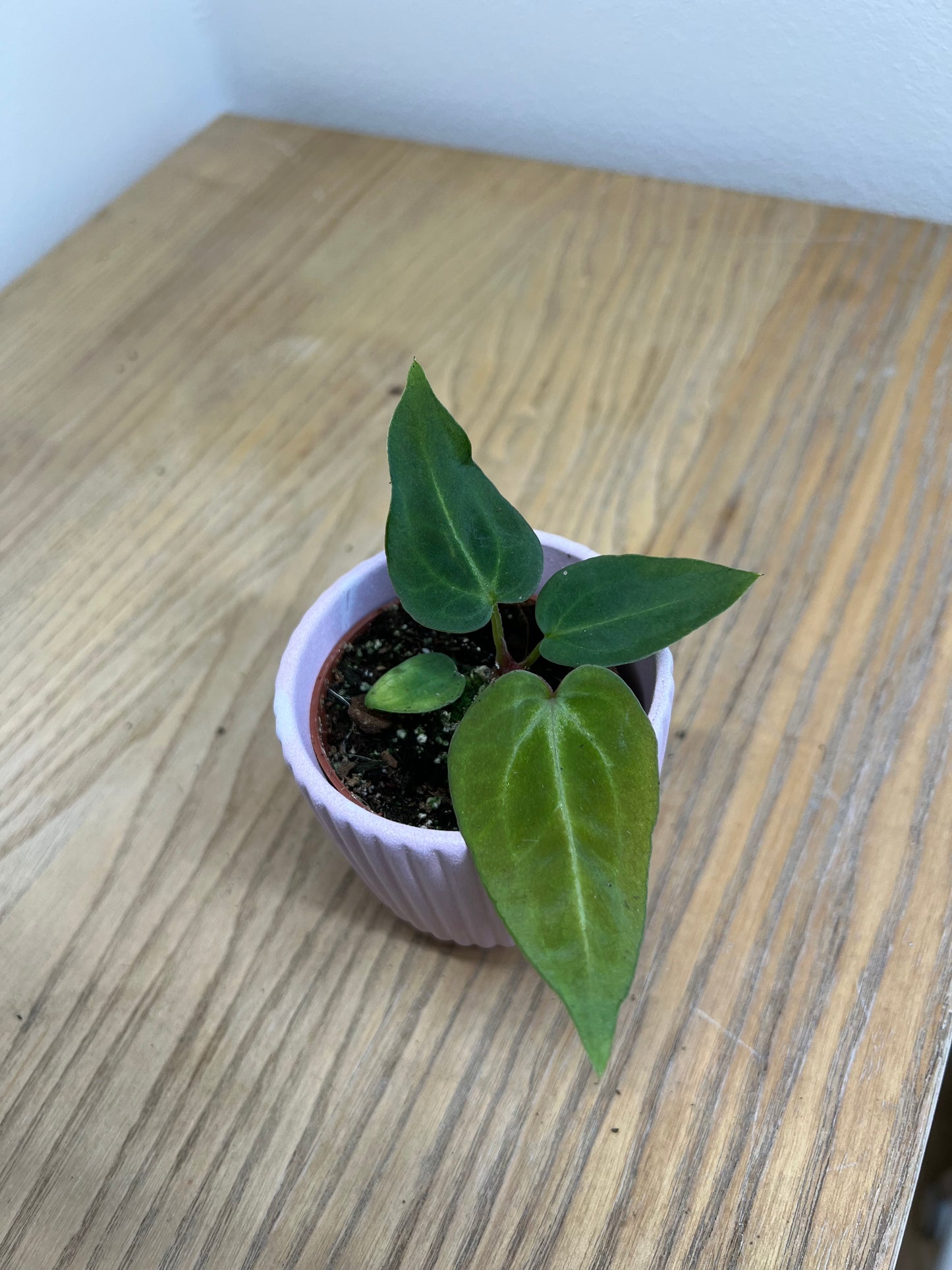 Anthurium magnificum