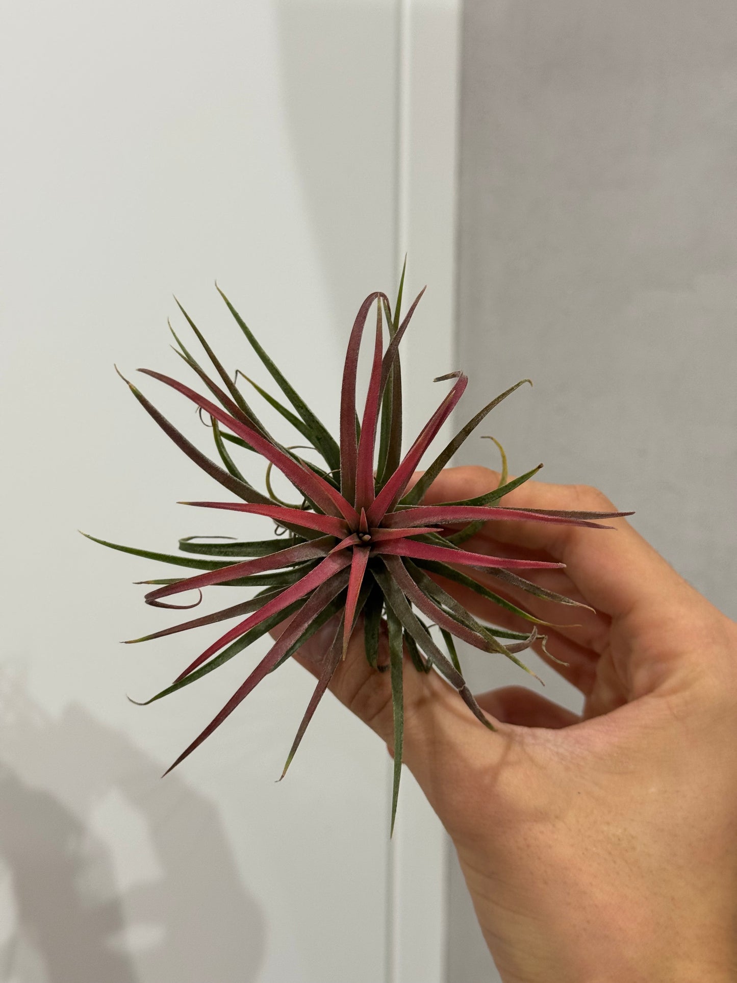 Tillandsia ionantha red