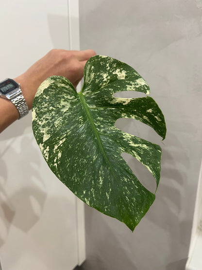 Monstera del mint