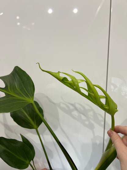 Monstera burle marx flame