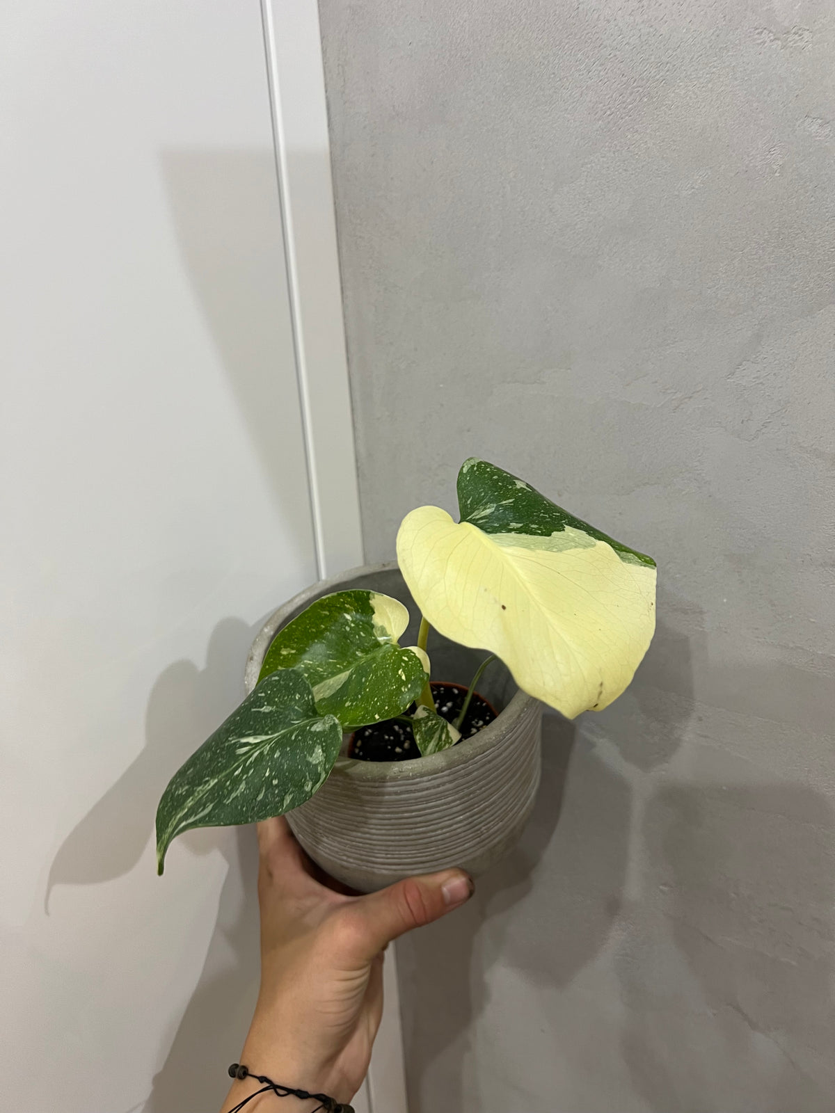 Monstera thai
