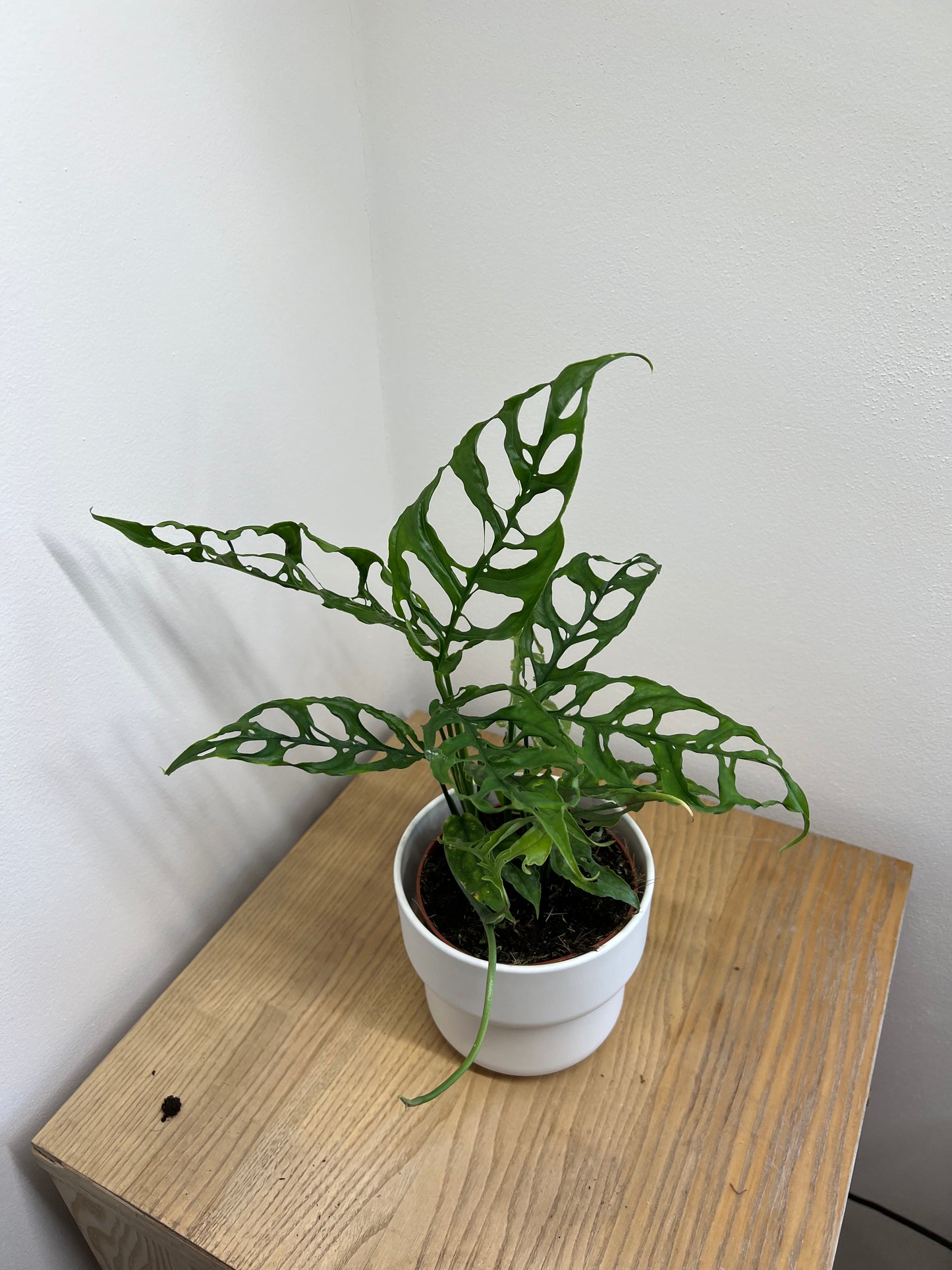 Monstera obliqua