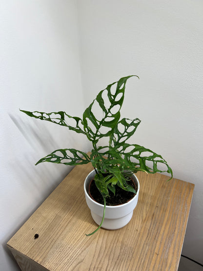 Monstera obliqua