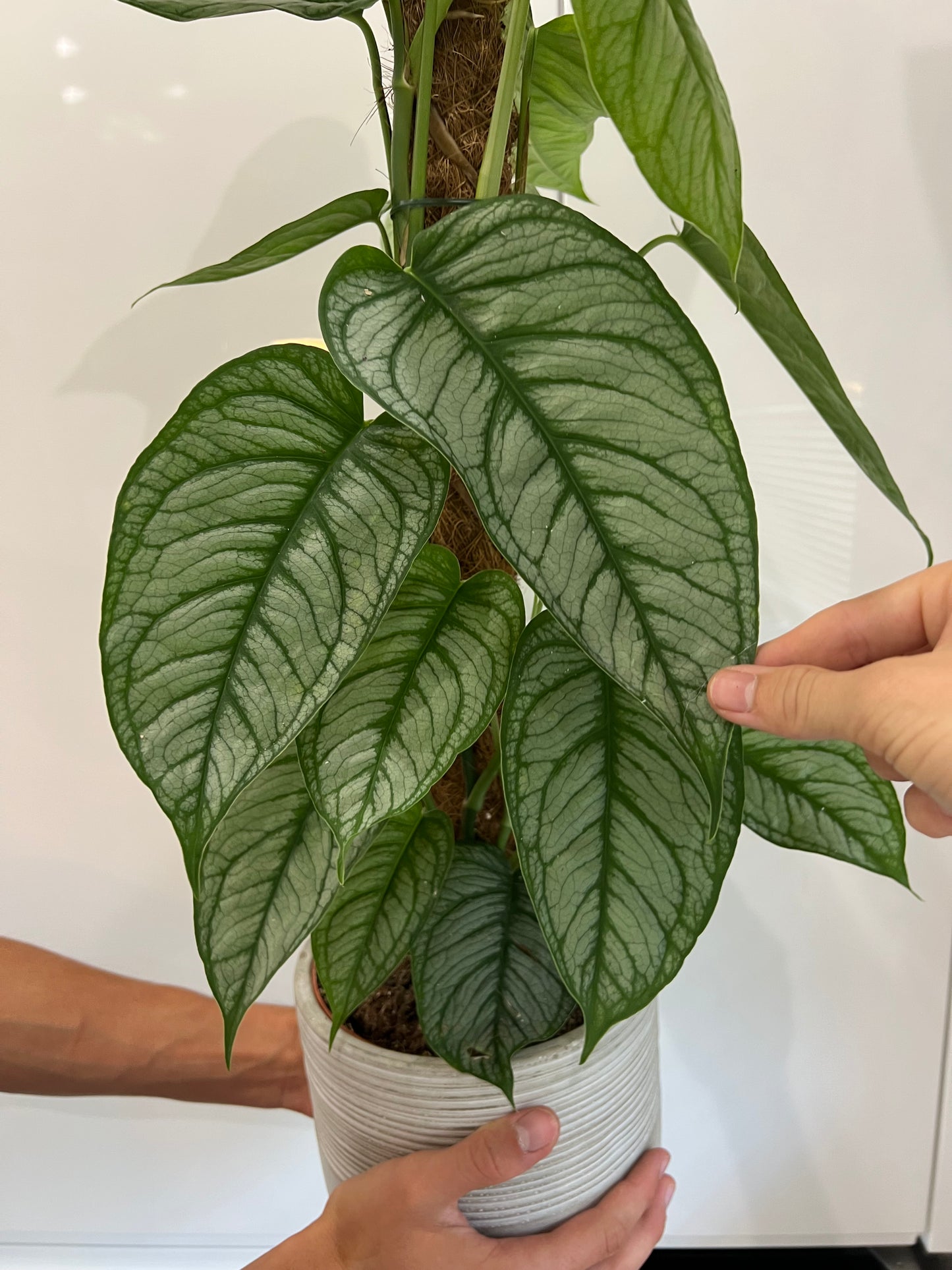 Monstera siltapecana el salvador
