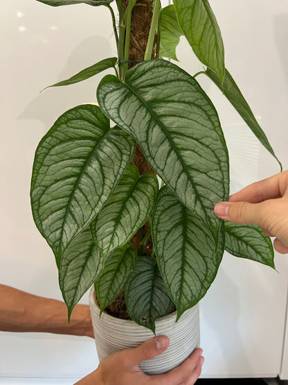 Monstera siltapecana el salvador