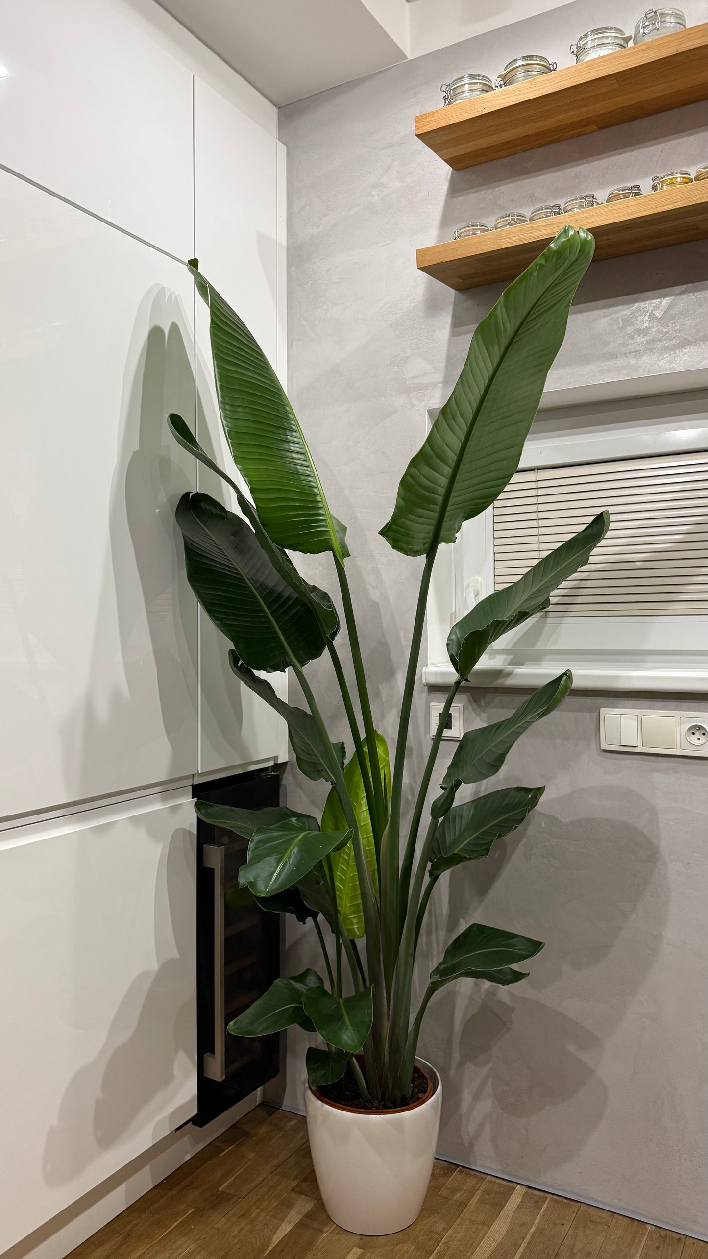 Strelitzia Nikolai (190-200cm) -na dotaz