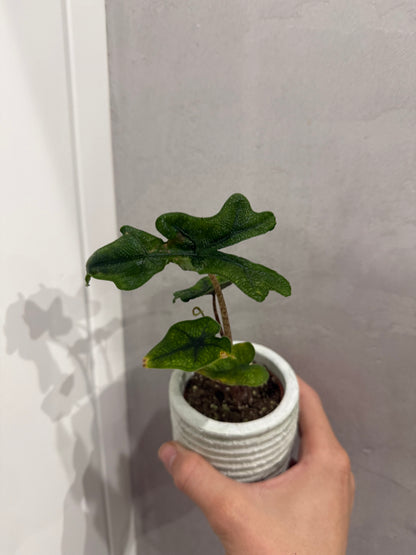 Alocasia jacklyn