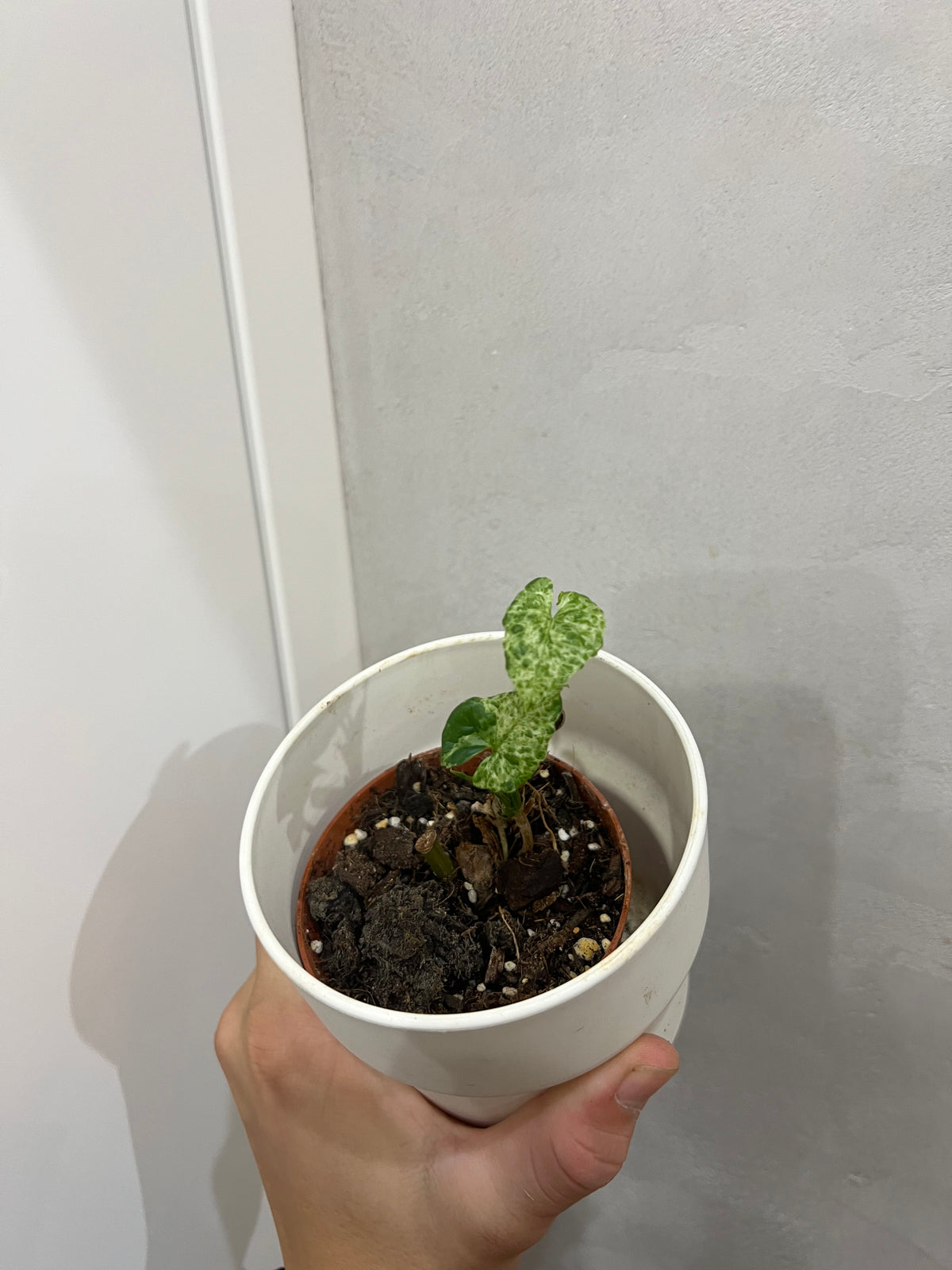 Syngonium mojito
